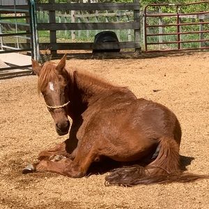 Meet your Posher, Annette